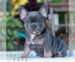 Small #2 French Bulldog