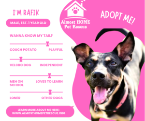 RAFIK - Male Mutt Dog for Adoption - Photo #4
