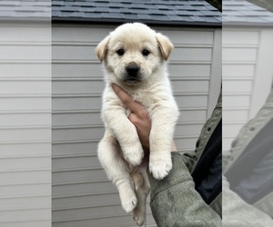 Alaskan Husky-Golden Retriever Mix Puppy for sale in PORTLAND, OR, USA