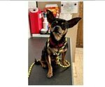 Small Photo #4 Chihuahua-Unknown Mix Puppy For Sale in Farmington, MN, USA