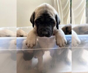 Mastiff Puppy for sale in CHESAPEAKE, VA, USA