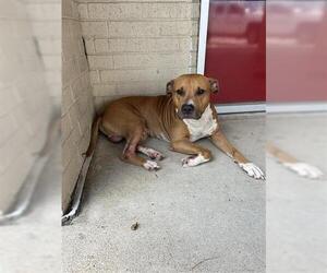 American Pit Bull Terrier Dogs for adoption in Houston, TX, USA