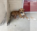 Small American Pit Bull Terrier
