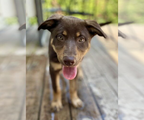 Medium Photo #1 Labrador Retriever-Unknown Mix Puppy For Sale in Techny, IL, USA
