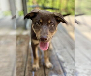 Medium Labrador Retriever Mix
