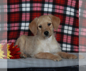 Labradoodle-Poodle (Miniature) Mix Puppy for sale in CHRISTIANA, PA, USA