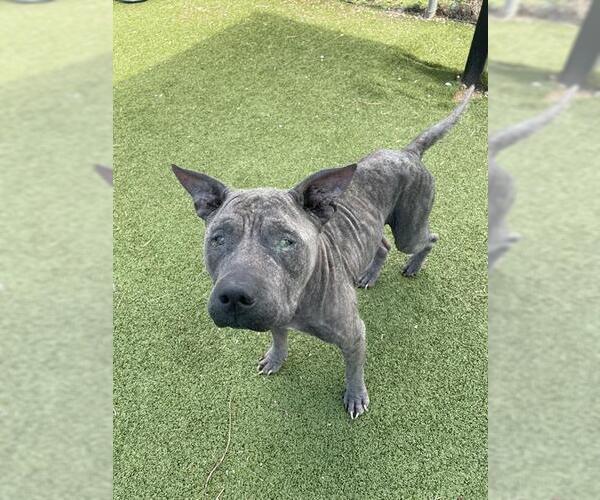 Medium Photo #1 Staffordshire Bull Terrier-Unknown Mix Puppy For Sale in Pasadena, TX, USA