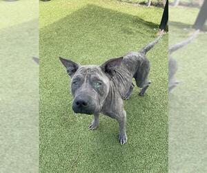 Staffordshire Bull Terrier-Unknown Mix Dogs for adoption in Pasadena, TX, USA