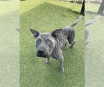 Small Staffordshire Bull Terrier Mix