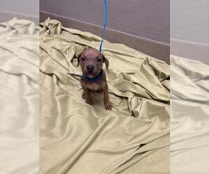 Mutt Dogs for adoption in Las Vegas, NV, USA
