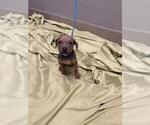 Small Mutt