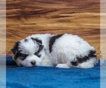 Small Photo #6 Pomsky Puppy For Sale in TAMPICO, IL, USA