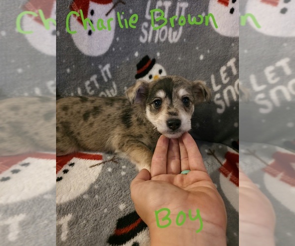 Medium Photo #4 Chizer Puppy For Sale in MONTEZUMA, GA, USA