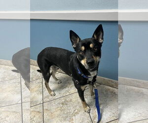 Siberian Husky-Unknown Mix Dogs for adoption in Fort Worth, TX, USA