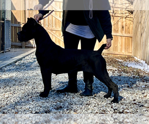 Cane Corso Puppy for sale in SUNBURY, OH, USA
