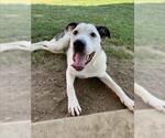 Small #3 Catahoula Leopard Dog Mix
