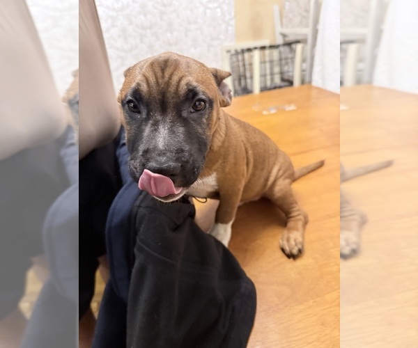 Medium Photo #2 Miniature Bull Terrier Puppy For Sale in ABINGTON, PA, USA