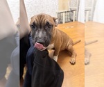 Small #1 Miniature Bull Terrier