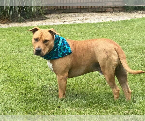 Medium Photo #5 Mutt Puppy For Sale in Westminster, MD, USA