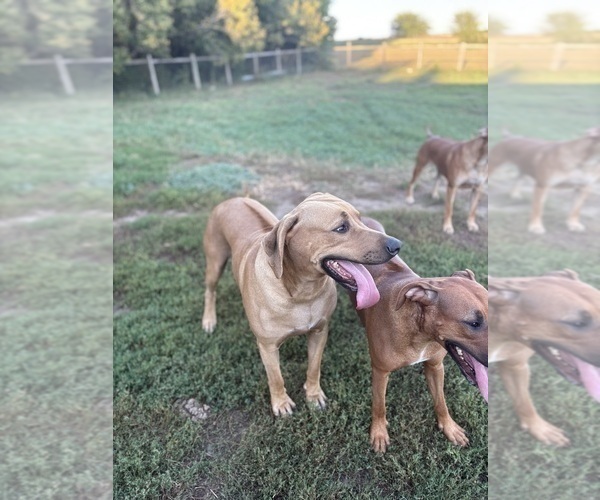 Medium Photo #5 Rhodesian Ridgeback Puppy For Sale in GARRETSON, SD, USA