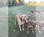 Small #4 Rhodesian Ridgeback