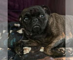 Small #2 Pug Mix