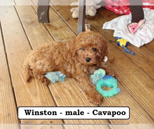 Medium Photo #8 Cavapoo Puppy For Sale in CLARKRANGE, TN, USA