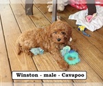 Small #7 Cavapoo