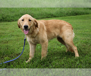 Golden Retriever Puppy for sale in LIBERTY, KY, USA