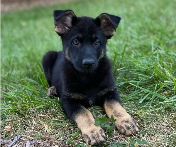 Medium Photo #2 German Shepherd Dog Puppy For Sale in DE PERE, WI, USA