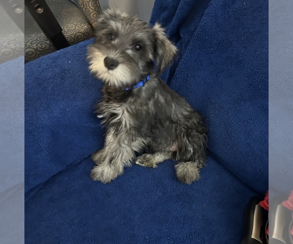 Medium Photo #19 Schnauzer (Miniature) Puppy For Sale in BRIDGETON, NJ, USA