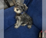 Small #18 Schnauzer (Miniature)
