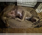 Small #13 Labrador Retriever Mix