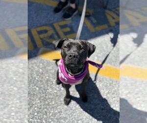 Staffordshire Bull Terrier-Unknown Mix Dogs for adoption in Shermans Dale, PA, USA