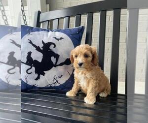 Cavapoo Puppy for sale in FRANKLIN, IN, USA