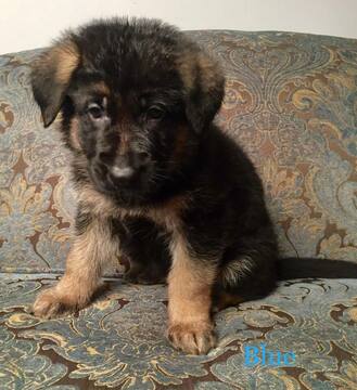 Medium Photo #11 German Shepherd Dog Puppy For Sale in COLETA, IL, USA