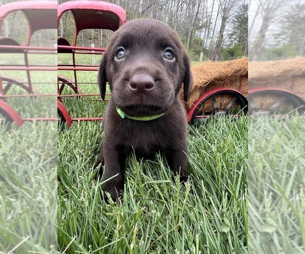 Medium Photo #7 Labrador Retriever Puppy For Sale in NEOLA, WV, USA