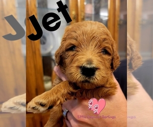 Goldendoodle Puppy for sale in SWAINSBORO, GA, USA