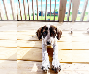 Collie Dogs for adoption in Denton, TX, USA
