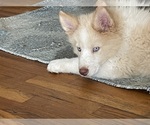 Puppy 0 Samoyed-Siberian Husky Mix