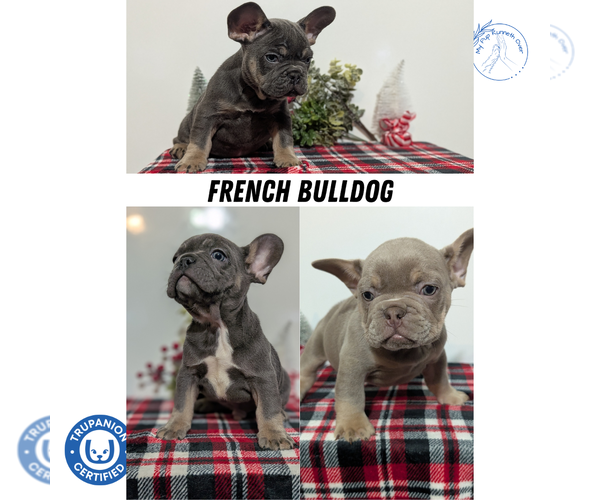 Medium Photo #14 French Bulldog Puppy For Sale in GOSHEN, IN, USA