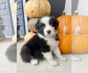 Australian Shepherd Puppy for sale in LODA, IL, USA