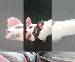 Mother of the French Bulldog puppies born on 08/28/2025