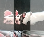 Small Photo #1 French Bulldog Puppy For Sale in DENVER, CO, USA