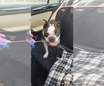 Small Photo #1 Boston Terrier Puppy For Sale in Little Elm, TX, USA