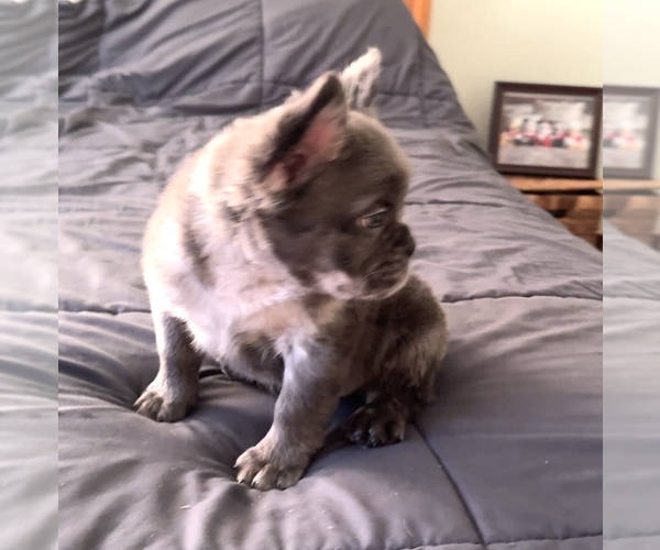 Medium Photo #4 French Bulldog Puppy For Sale in PALMDALE, CA, USA