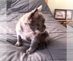 Small #3 French Bulldog