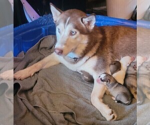 Mother of the Siberian Husky puppies born on 12/19/2021