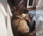 Small #3 American Staffordshire Terrier-Catahoula Leopard Dog Mix