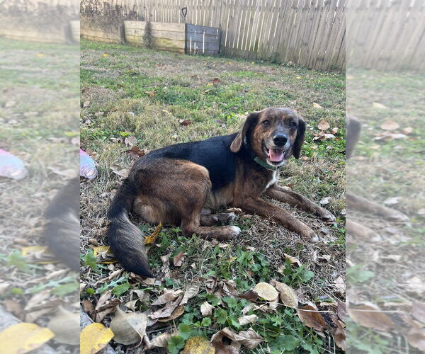 Medium Photo #4 Beagle Puppy For Sale in Evansville, IN, USA